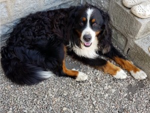 Disparu au Bois du Verne à Montceau