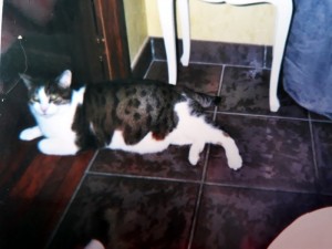 Chat perdu à Montceau