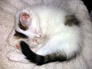 Chaton trouvé à Montceau