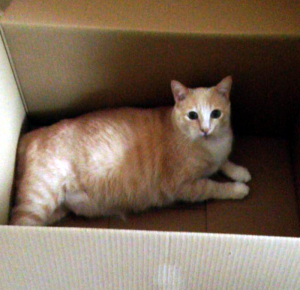 Disparu depuis deux semaines à Saint-Vallier