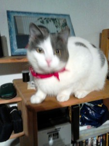 Chat perdu à Montceau