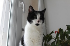 Chat perdu (Montceau)