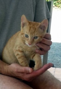 Chaton trouvé au Bois du Verne à Montceau