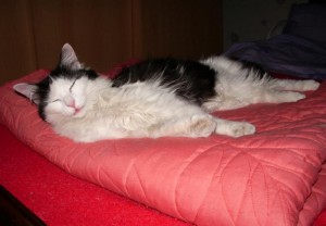 Chatte perdue à Montceau