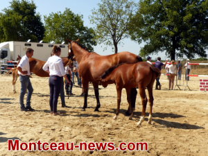 Blanzy Concours de chevaux de sport