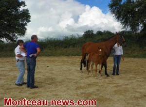 Concours de chevaux ( Blanzy)