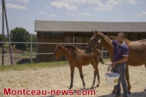 Concours de foals (Blanzy)
