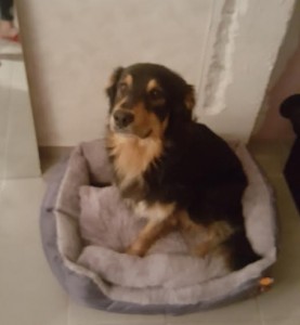 Chien perdu (Marcilly-les-Buxy)