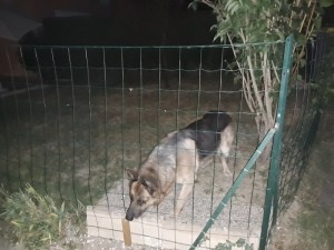 Chien trouvé à Blanzy