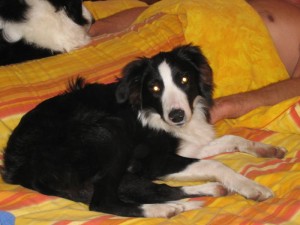 Chien perdu (Blanzy)