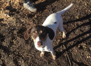 Chien perdu (Toulon-sur-Arroux)