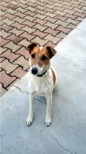 Perdu région Perrecy, Ciry et Sanvignes