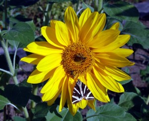 Nos lecteurs ont toujours le bon reflex(e)