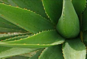 L’aloé véra, l’aliment bien-être