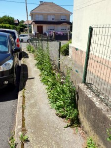 « Mauvaises herbes »…