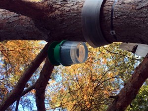 Lutte contre la prolifération des chenilles processionnaires du pin (Montceau)