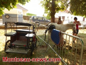 Réactualisé à 18 h 40 – Faits divers : Animaliades (Montceau)