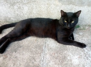 Chat disparu à La Saule