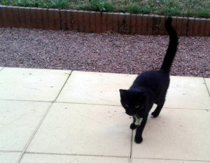 Quartier du Vernois (Montceau)