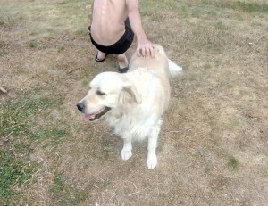 Chien trouvé à Saint-Vallier