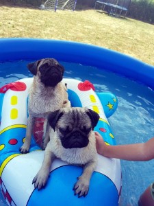 Disparition (Pouilloux)