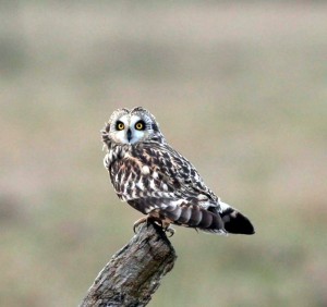 Réactualisé – L’AOMSL évolue…