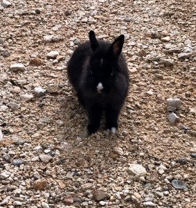 Lapin trouvé à Blanzy