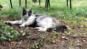 Disparu à Saint-Vallier