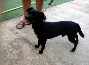 Chien trouvé à la Sorme