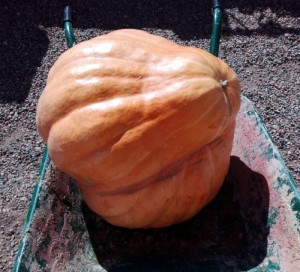 Nos lecteurs ont la main verte…