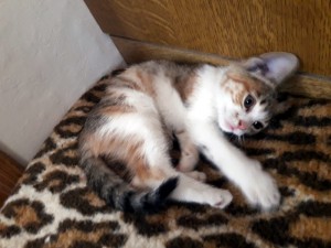 Les Bois Francs (Saint-Vallier)