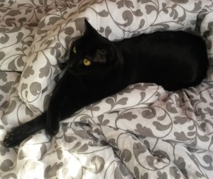 Chatte disparue aux Bois Francs