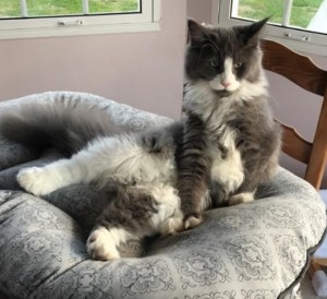 Chat perdu (Montceau)