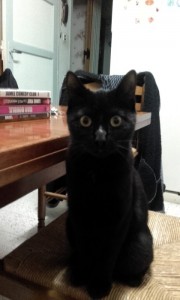 Chatte trouvée à Saint-Vallier