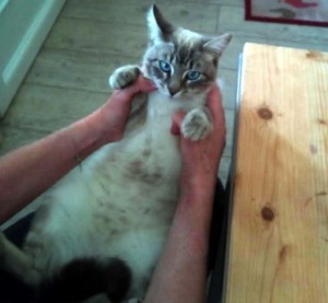 Chat perdu (Saint-Vallier)