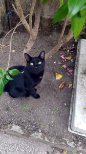 Chat perdu aux Bois Francs