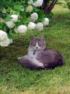 Disparu aux Bois Francs