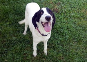 Chienne trouvée aux Bizots