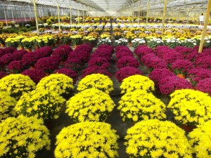 Les Floralies d’automne avec le Jardinier de Pouilloux