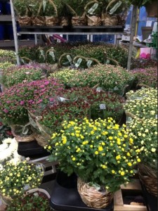 Villaverde (Montceau – Gourdon)