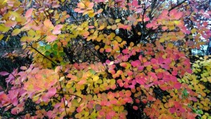 Nos lecteurs ont le bon reflex(e)