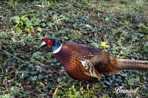 Nos lecteurs ont le bon reflex(e)