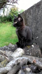 Disparu au Bois du Verne