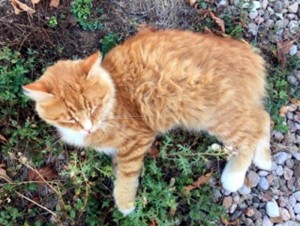 Disparue à Saint Bérain-sous-Sanvignes