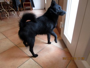 Chien trouvé aux Bizots