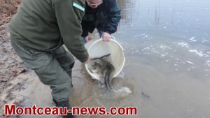 La Gaule Montcellienne