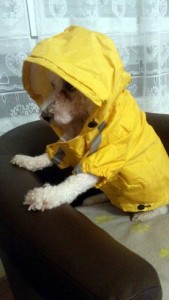 « Halfy soutient les gilets jaunes du Magny