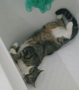 Chatte perdue à Saint-Vallier