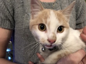 Chat trouvé à Perrecy les Forges