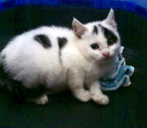 Chaton trouvé à Montceau